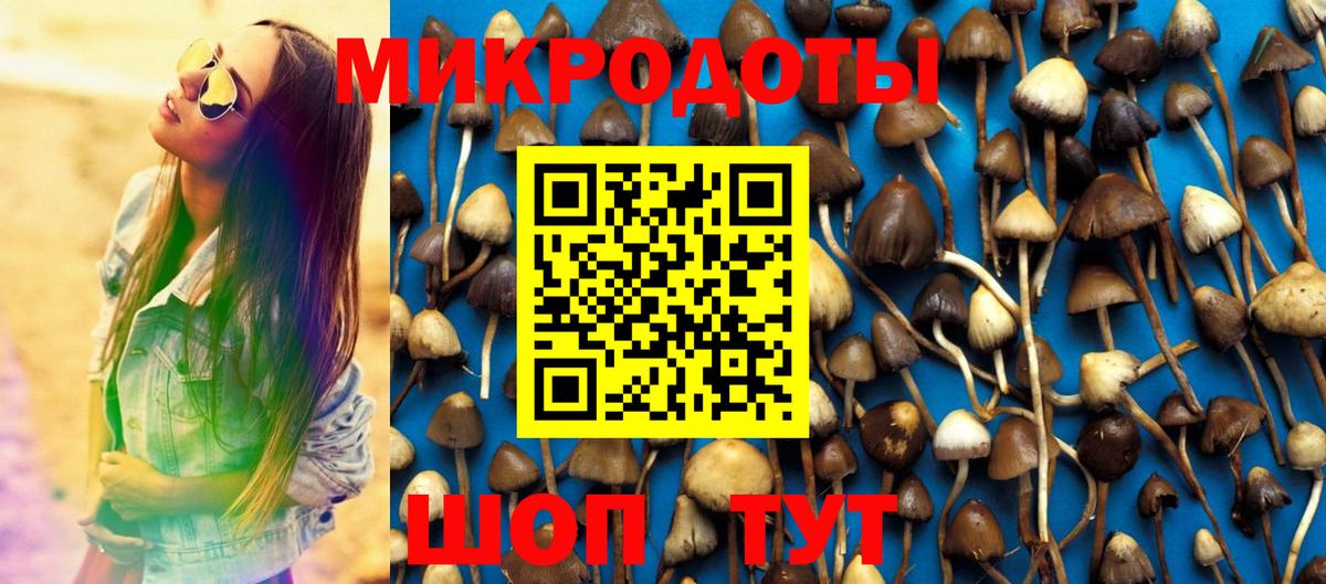 Галлюциногенные грибы прущие грибы  Псилоцибиновые грибы Psilocybe  Печора 